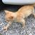 Stray Cat 1 thumbnail
