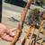 CANE COLLECTION...several available, see pics 5 thumbnail