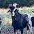 Kiko herd sire 3 thumbnail