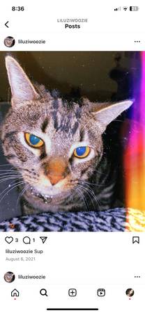 Rehoming Cat - Will pay adopter $20063893600835970120