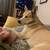 Husky/lab free to good home 3 thumbnail