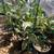 Citrus Trees 2 Feet Tall $20 - More Than 5000 Trees To Choose From $20 14 thumbnail