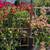 Bougainvillea Trellis 4 thumbnail