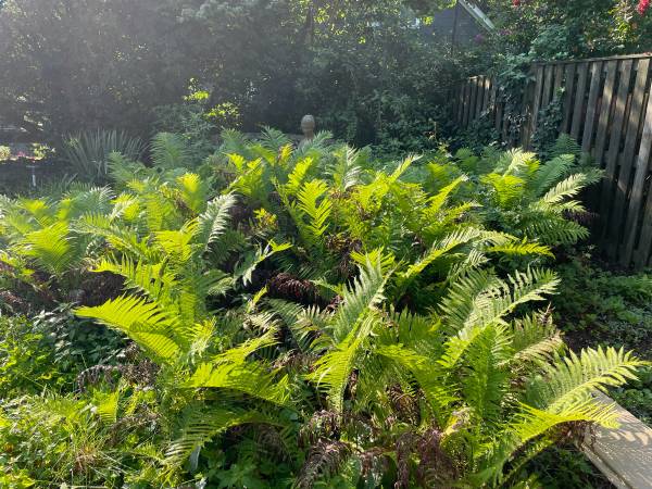 Free Ferns 1