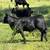 Angus bull 2 thumbnail