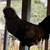 Roosters, and laying hens 5 thumbnail