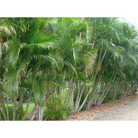 Golden Cane Palms /// DYPSIS lutescens --- various sizes 1