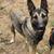Missing Dog!! 1 thumbnail