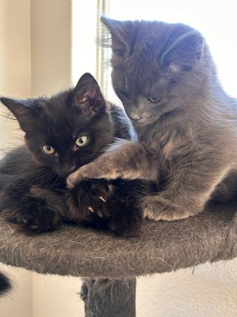¡Rehoming kittens!! (North Las Vegas)63860183318529121