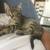 MALE TABBY KITTEN NEEDS HOME ASAP 2 thumbnail