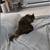 Near Niles Lost Cat 1 thumbnail