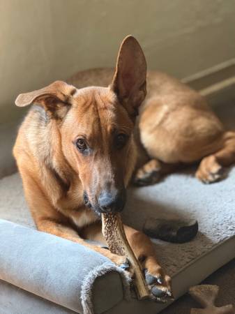 Rehoming German Shepherd (DTLA)63829899962369120