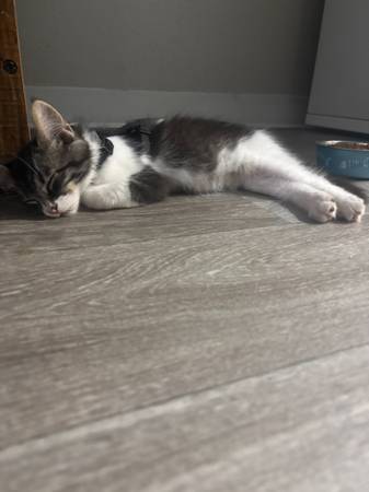 Missing Kitten from Stillwater Apartment Complex (South Hill)63684416297731123