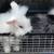 Bunnies 1 thumbnail