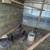 6 Olive egger hens 1 thumbnail