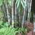 Clumping Blue Bamboo ~ B. chungii & B. chungii 'Barbellata' 14 thumbnail