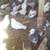 PIGEONS 1 thumbnail