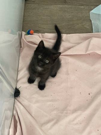 Kittens British mix (Citrus Heights)63920016670851121