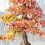 Trident Maple -Tree or Bonsai 1 thumbnail