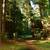 CHARMING CABIN IN GORGEOUS NATURAL SETTING IN NICASIO 6 thumbnail