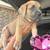 Cane corso 1 thumbnail