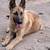 German Shepherd puppy 2 thumbnail