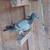 Pigeons 5 thumbnail