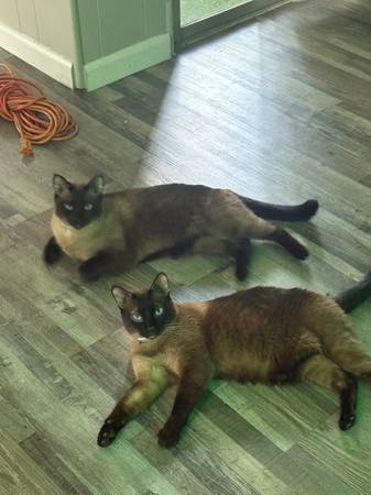 Free Cats (Waco)63661942193923120