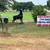 ‘2nd CUTTING’  New Top Quality Coastal Horse Hay 11 thumbnail