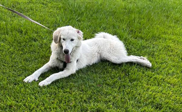 11 month old great pyrenees (Savannah)64146955086979121