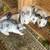 Rex rabbit babies 2 thumbnail