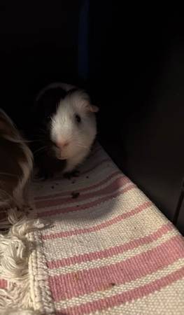 GUINEA PIGS REHOMING (Pittsburgh)63882391781249123