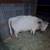 Mini Highland/highpark Heifer 5 thumbnail