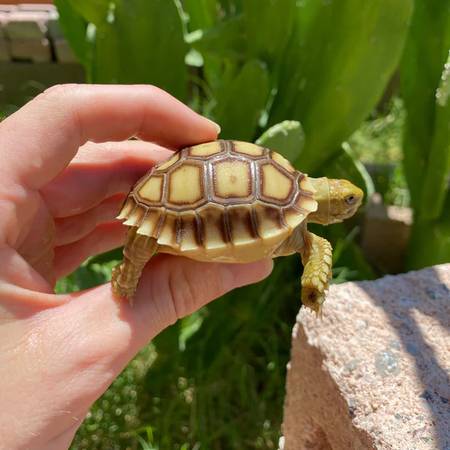 Sulcata Tortoise baby 1