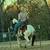 Horse Trainer 1 thumbnail