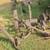 Horse drawn mowing machine 1 thumbnail