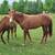 Horse 3 thumbnail