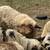 Lambs 8 thumbnail
