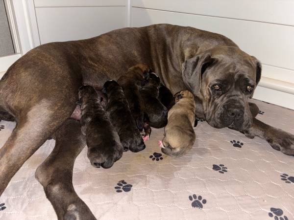Hembra Cane Corso (Visalia)63873028475139120