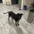 Rehoming puppies 11 thumbnail