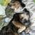 Seeking to rehome an australian shephard mix 3 thumbnail