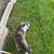 Potential Lost Gray Cat 4 thumbnail