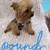 Teacup Yorkie 5 thumbnail