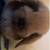 Rehoming Rabbit 5 thumbnail