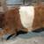 Belted Heifer Calf 4 thumbnail