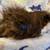 Fancy Peruvian Guinea Pigs. 1 thumbnail