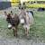 Donkey’s. 1 thumbnail