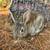 Standard Rex/California cross bunny rabbits 1 thumbnail