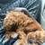 rehoming 7 month old red cavapoo female 16 thumbnail
