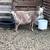 Nigerian Milk goats 8 thumbnail